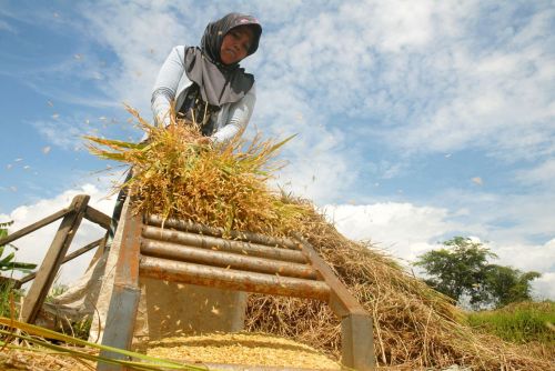 agro industrial waste